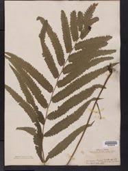 Image result for Amblovenatum