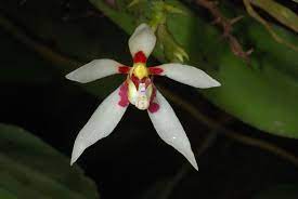 Pteroceras Sp From Borneo Another Color Form Orquideas