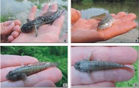 Image result for Gymnosporia gracilipes