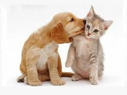 Imut ~ kumpulan gambar & foto binatang, hewan, flora & fauna , gambar komen fb lucu gokil koplak ~ cerita humor lucu kocak gokil , liu chu tian, si lucu imut balita tercantik di dunia. Gambar Gambar Kucing Lucu Dan Anjing Fototerbaru Org Cute Cats And Dogs Kittens And Puppies Pets