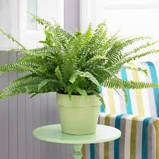 Buy boston fern and get the best deals at the lowest prices on ebay! Nephrolepis Exaltata Sonata Boston Fern Yougarden
