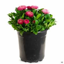 Image result for Bellis