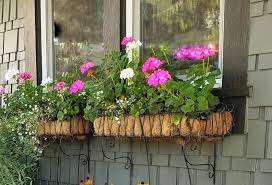 After the blooms of the plant start to turn brown, you need to perform what it's called a deadhead. How To Start Geranium Cuttings Shiplap And Shells