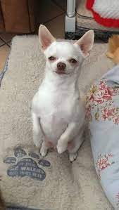 Join The Best Pet Group On Facebook Jamie A Little White Chihuahua Cute Dog Pictures Cute Animal Pictures Cute Dogs