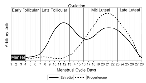 Menstrual Cycle Periodization