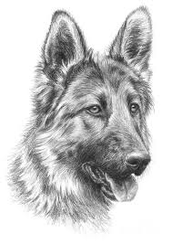 German Shepherd By Tobiasz Stefaniak German Shepherd Art Realistic Animal Drawings Cool Pencil Drawings