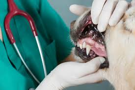 This is the same video of me extracting a challenging lower left canine tooth in a cat but, in this version, i have removed the background music for those. Why Not To Have Anesthesia Free Dental Cleaning Sunrise Animal Hospital