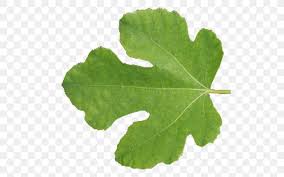 Free textures for blender 3d. Leaf Tree Texture Mapping Blender Png 512x512px 3d Computer Graphics Leaf Blender Color Fern Download Free