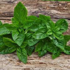Image result for Ocimum basilicum