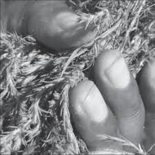 Image result for Dicerocaryum eriocarpum