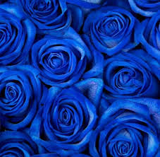 Bulk Blue Roses At Wholesale Price Blue Flower Wallpaper Blue Aesthetic Pastel Blue Roses Wallpaper