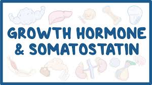 A process for the production of human growth hormone (hgh) comprising: Growth Hormone And Somatostatin Video Explanation Osmosis