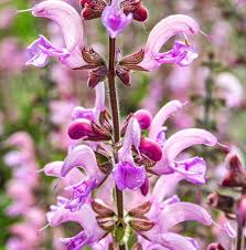 Image result for Salvia pratensis `Rose Rhapsody