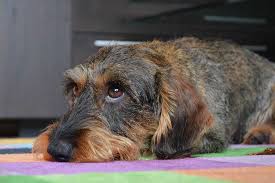 And stand less than 10″ at the shoulders. Dapple Dachshund Breed Information 15 Things You Should Know Your Dog Advisor