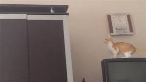 One of the measures of a successful pain management protocol in senior cats is the return of jumping behavior. Cat Can T Jump Jukin Media Inc