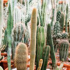Small cacti suitable for pots have a huge following with collectors. Photos Different Kinds Of Cacti In A Greenhouse 208954 Youworkforthem