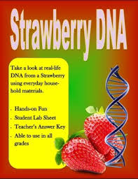 Dna extracted from multiple cells is visible by eye and can be wound onto a wooden stick in a answers will vary. Strawberry Dna Extraction Lab Worksheet Answers Promotiontablecovers