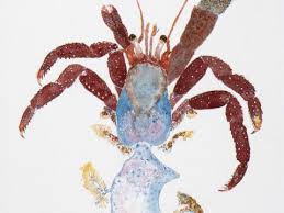 Invertebrates are classified into phyla based on their symmetry and body plan. Animals Without Backbones Invertebrates Archives Learning Portal