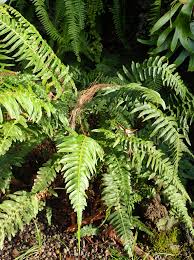 Image result for Blechnum punctulatum