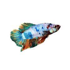 Betta fish are among the most popular freshwater fish around. Rainbow Male Betta Fish Fish Goldfish Betta More Petsmart