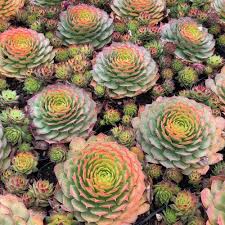 Description succulents are considered one of the most hardy plants in gardening. Sempervivum Gold Nugget Pp 28284 Sempervivum Gold Nugget Chick Charms Sempervivum Charms Chick Charms Gold Nugget Gold Nugget Chick Charms Hens Chicks Plant Lust