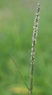 Image result for Sporobolus spicatus