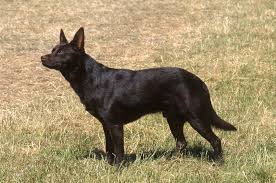 A google ingyenes szolgáltatása azonnal lefordítja a szavakat, kifejezéseket és weboldalakat a magyar és több mint 100 további nyelv kombinációjában. Australian Kelpie Amici Di Casa