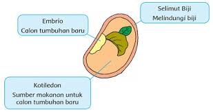 Check spelling or type a new query. Pembelajaran 2 Tema 1 Subtema 4 Pertumbuhan Dan Perkembangan Tumbuhan