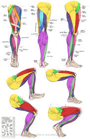 Anterior, lateral and posterior compartment. Anatomy Leg Muscles By Quarter Virus On Deviantart