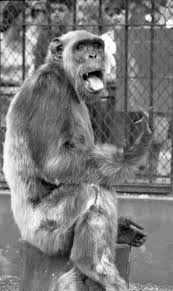 Resultado de imagem para MACACO TIÃO CACARECO