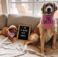 The show followed sixteen contestants, known as housemates. Big Sisterdog Bandana Tails Up Pup Puppy Announcement Big Sister Dog Bandana Baby Puppies