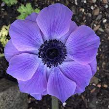 Wholesale flowers for diy weddings or special events. Purple Anemone Flower Free Photo On Pixabay