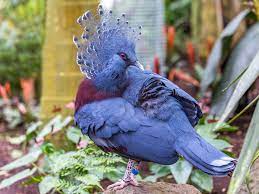 Victoria Crowned Pigeon Full Profile History And Care