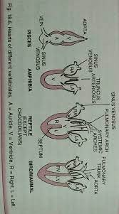 Unlike humans, they have a single circulatory pattern. How Fishes With Two Chambered Heart Can Survive Brainly In