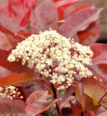 | burgundy loropetalum shrub flowering plant home garden bush landscape evergreen. Photinia Planting Pruning And Advice On Caring For Them