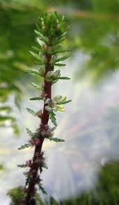 Image result for Laurembergia tetrandra