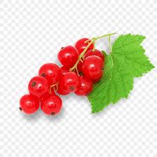 Berry Currant Plant Fruit Leaf Png 1000x1000px Berry Cranberry Currant Flower Food Download Free Apple leaf png is about is about cranberry, lingonberry, cranberry sauce, urinary tract infection, berry. berry currant plant fruit leaf png