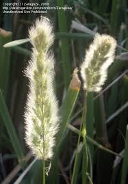 Image result for Polypogon