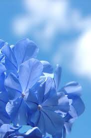 Maybe you would like to learn more about one of these? Pinterest Blue Flowers Nature Plants Vintage Roses