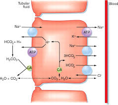 PCT Reabsorption Mechanism