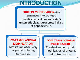 Protein synthesis occurs during a process called 'translation'. Co And Post Translationational Modification Of Proteins
