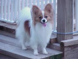 Baby Black And White Papillon Clear Lake Papillons Papillon Dog Pets Animals