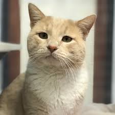 Maybe you would like to learn more about one of these? Adopt A Pet La Plata County Humane Society