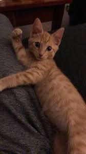 Found This Heckin Cutie Hiding Under My Car He Still Needs A Name 2020 Kedi Cats