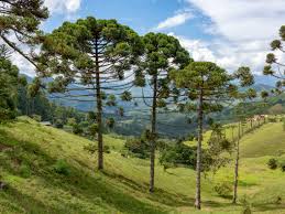 Image result for Araucaria angustifolia