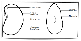 This is a typical animal pollinated. Ib Biology Notes 9 3 Reproduction In Angiospermophytes