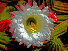 Check spelling or type a new query. Az Desert Cactus Flower Photograph By Glenn W Smith