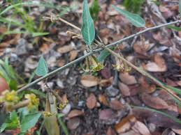 Image result for Adenia repanda