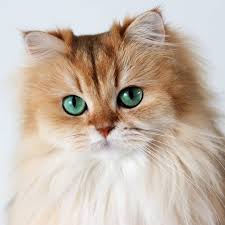 Details Of British Longhair Kittens California Guide Pets News And Review