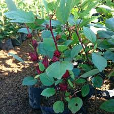 We did not find results for: Tanaman Bunga Rosella 15 000 Shopee Indonesia